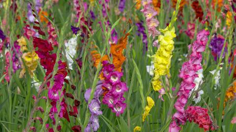 Von der Pflanzung bis zur Blüte: Alles über den richtigen Zeitpunkt für Gladiolen. Von der Pflanzung bis zur Blüte: Alles über den richtigen Zeitpunkt für Gladiolen.