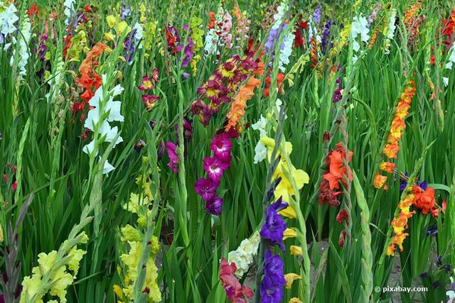 Planen Sie Ihre Gladiolenblüte: Erfahren Sie, wann sie am schönsten sind. Planen Sie Ihre Gladiolenblüte: Erfahren Sie, wann sie am schönsten sind.
