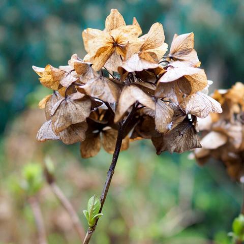 Der richtige Zeitpunkt für die Hortensienblüte