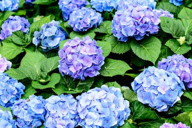 Erfahren Sie, wann Ihre Hortensien in voller Blüte stehen