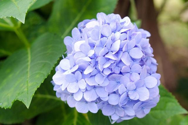 Blütezeit von Hortensien: Wann blühen sie am schönsten?