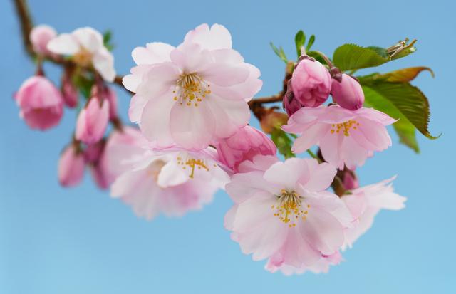 Wann kann man die Schönheit der Kirschblüten bewundern? Wann kann man die Schönheit der Kirschblüten bewundern?