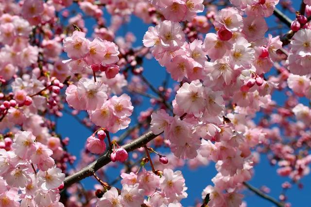 Der Zeitpunkt der Kirschblüte: Ein Blick auf den Kalender Der Zeitpunkt der Kirschblüte: Ein Blick auf den Kalender