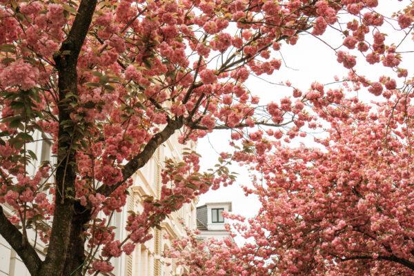 Wann erstrahlen die Kirschbäume in voller Blüte? Wann erstrahlen die Kirschbäume in voller Blüte?