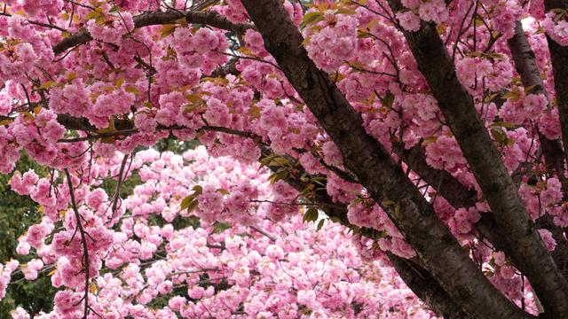 Die Blütezeit der Kirschblüten: Wann blühen sie? Die Blütezeit der Kirschblüten: Wann blühen sie?