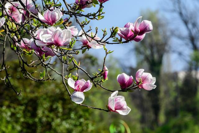 Von Frühjahr bis Sommer: Wann zeigen verschiedene Magnoliensorten ihre wunderschönen Blüten? Von Frühjahr bis Sommer: Wann zeigen verschiedene Magnoliensorten ihre wunderschönen Blüten?