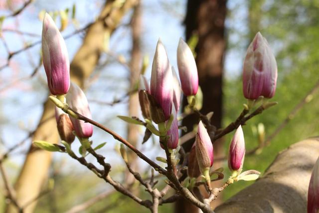 Wann blühen Magnolien? Eine Übersicht der Blühzeiten im Herbst und Frühling Wann blühen Magnolien? Eine Übersicht der Blühzeiten im Herbst und Frühling