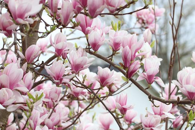 Von Frühjahr bis Sommer: Wann zeigen verschiedene Magnoliensorten ihre wunderschönen Blüten? Von Frühjahr bis Sommer: Wann zeigen verschiedene Magnoliensorten ihre wunderschönen Blüten?