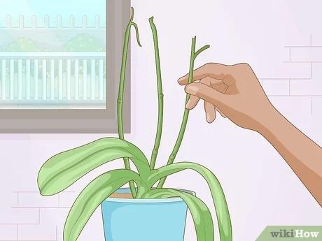 Orchideenblüte: Wann ist die beste Zeit, um sie zu sehen? Orchideenblüte: Wann ist die beste Zeit, um sie zu sehen?