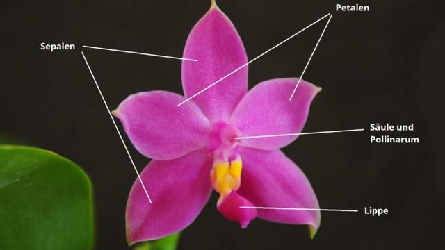 Die Blütezeit der Orchideen: Wann kann man sie bewundern? Die Blütezeit der Orchideen: Wann kann man sie bewundern?