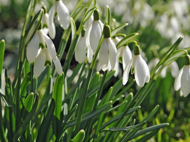 Vorfrühling auf dem Balkon: Wann blühen Schneeglöckchen am schönsten? Vorfrühling auf dem Balkon: Wann blühen Schneeglöckchen am schönsten?