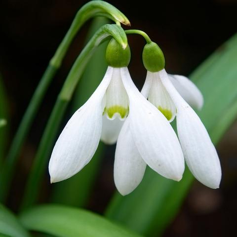 Wann blühen Schneeglöckchen? Alles über die Blütezeit dieser Frühlingsboten Wann blühen Schneeglöckchen? Alles über die Blütezeit dieser Frühlingsboten