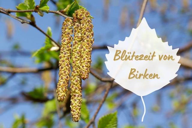 Die Blütezeit der Birke: Wann blüht die Birke und welche Symptome treten auf? Die Blütezeit der Birke: Wann blüht die Birke und welche Symptome treten auf?