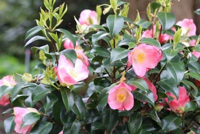 56+ Wann Blüht Die Kamelie, Camellia) werden oft mit jenen von rosen