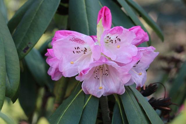 Rhododendronblüte: Von März bis Juli in voller Pracht