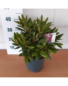 Wann kann man den Rhododendron in voller Blüte bewundern?