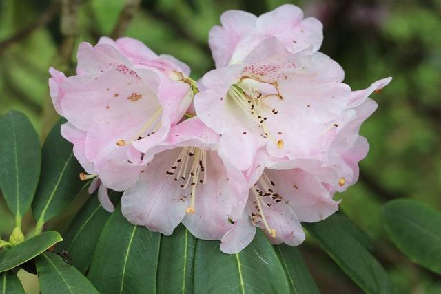 Zeitpunkt der Rhododendronblüte: Ein Überblick von März bis Juli