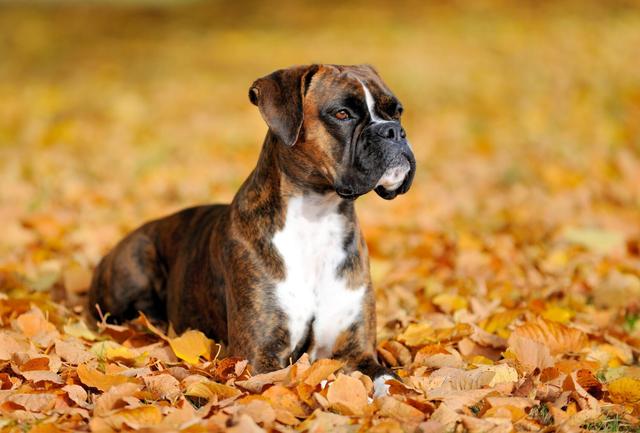 Wann werden Boxer ausgeglichener? Ein Blick auf ihre Entwicklungsphasen Wann werden Boxer ausgeglichener? Ein Blick auf ihre Entwicklungsphasen