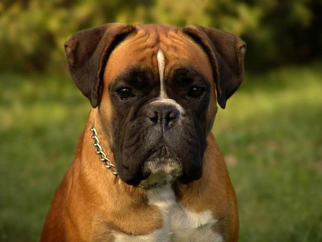 Boxer Energielevel: Wann wird es ruhiger? Boxer Energielevel: Wann wird es ruhiger?