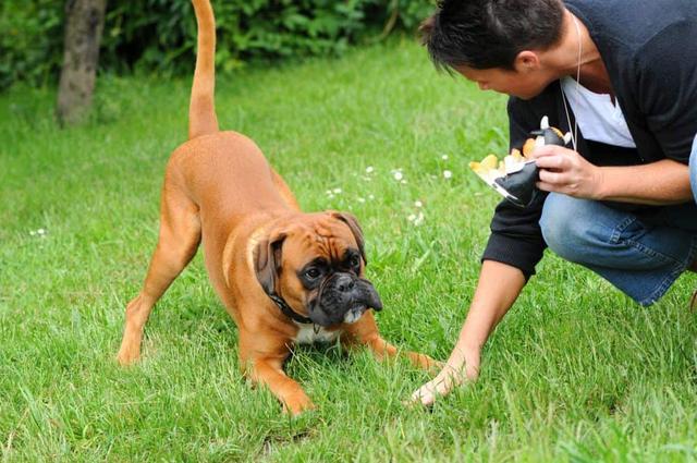 Boxer Erziehung: Wie man einen Boxer dazu bringt, ruhiger zu werden Boxer Erziehung: Wie man einen Boxer dazu bringt, ruhiger zu werden