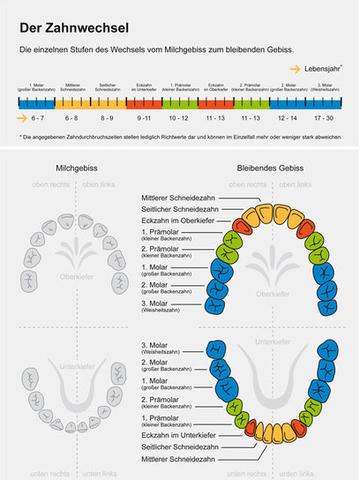Backenzähne beim Zahnwechsel: Wann ist der richtige Zeitpunkt?