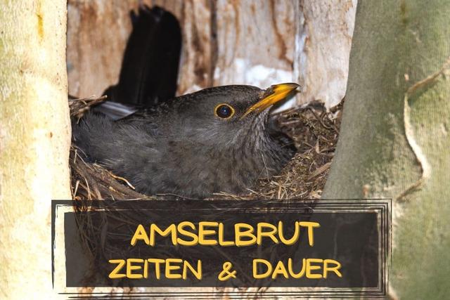 Wann brüten Amseln? Alles, was Sie über die Brutzeit der Amsel wissen müssen