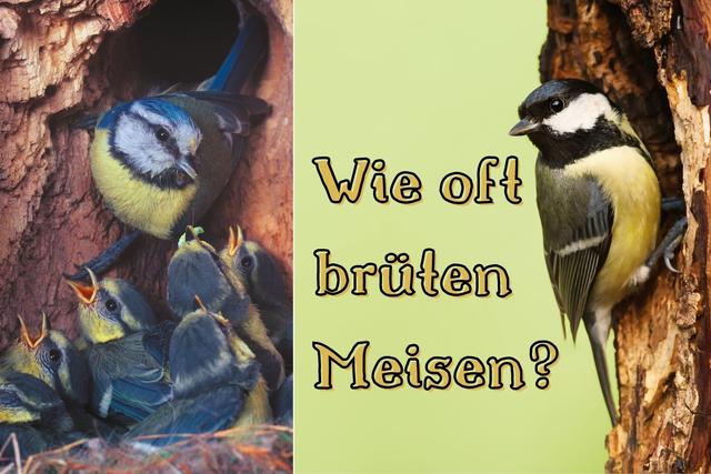 Meisen Brutzeit: Wann legen sie das zweite Mal Eier? Meisen Brutzeit: Wann legen sie das zweite Mal Eier?
