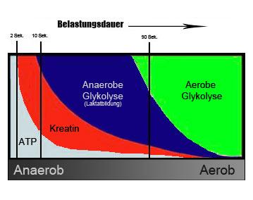 Wann sollte man Kreatin einnehmen, um maximale Ergebnisse zu erzielen? Wann sollte man Kreatin einnehmen, um maximale Ergebnisse zu erzielen?