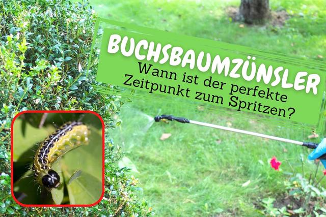 Effektive Bekämpfung des Buchsbaumzünslers: Der richtige Zeitpunkt zum Spritzen Effektive Bekämpfung des Buchsbaumzünslers: Der richtige Zeitpunkt zum Spritzen