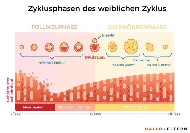 Schwanger werden ohne IVF oder ICSI: Ändere Lebensgewohnheiten für einen regelmäßigen Eisprung und erfolgreiche Einnistung. Schwanger werden ohne IVF oder ICSI: Ändere Lebensgewohnheiten für einen regelmäßigen Eisprung und erfolgreiche Einnistung.