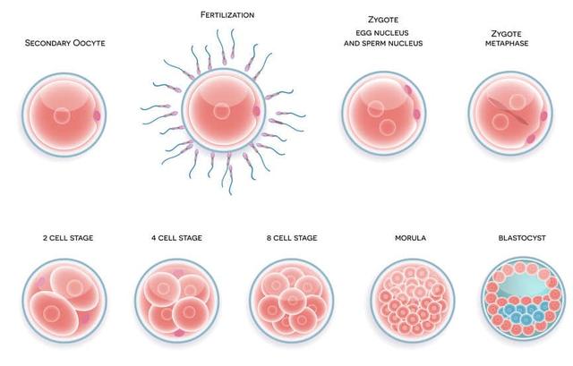 Wie lange dauert es, bis sich der Embryo nach dem Transfer einnistet? Wie lange dauert es, bis sich der Embryo nach dem Transfer einnistet?
