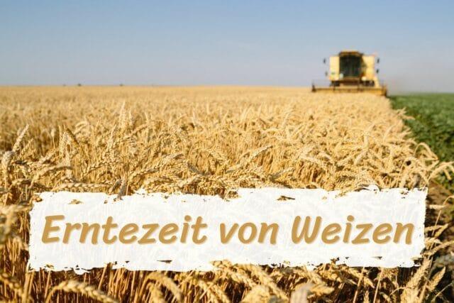 Die optimale Erntezeit für Weizen: Wichtige Faktoren zu beachten. Die optimale Erntezeit für Weizen: Wichtige Faktoren zu beachten.