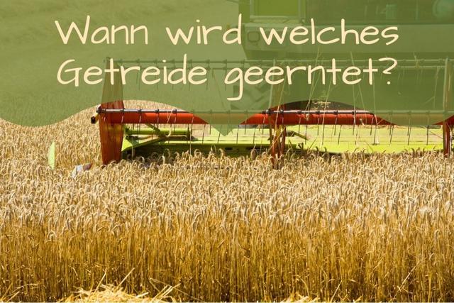Wann wird Weizen geerntet? Ein Leitfaden zur Erntesaison. Wann wird Weizen geerntet? Ein Leitfaden zur Erntesaison.