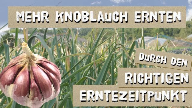 Tipps zur Ernte von Knoblauch: Wann ist der beste Zeitpunkt? Tipps zur Ernte von Knoblauch: Wann ist der beste Zeitpunkt?