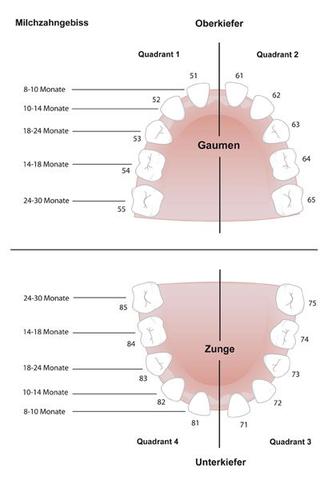 Milchzahnausfall: Häufige Fragen und Antworten zu diesem Thema Milchzahnausfall: Häufige Fragen und Antworten zu diesem Thema
