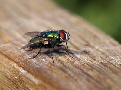 Phasen der Verwesung: Wann beginnt die Zersetzung eines Körpers nach dem Tod?