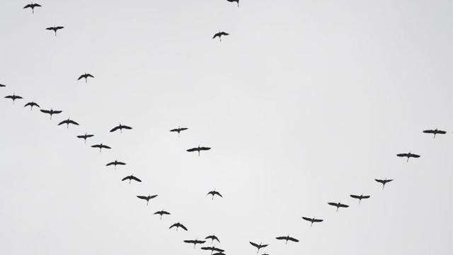 Zugvögel und Klimawandel: Wie sich die Wanderungsmuster verändern könnten Zugvögel und Klimawandel: Wie sich die Wanderungsmuster verändern könnten