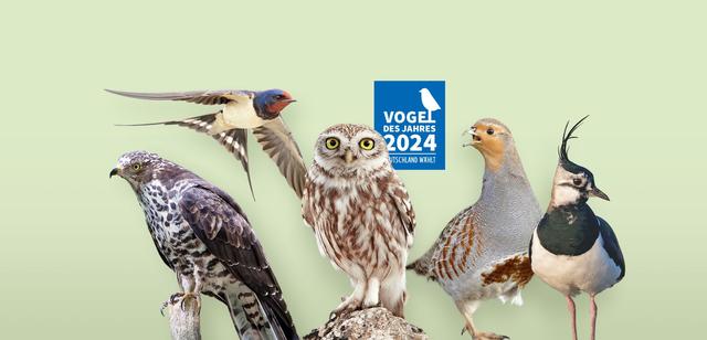 Birdwatching-Veranstaltungen und Wahl zum Vogel des Jahres 2024 Birdwatching-Veranstaltungen und Wahl zum Vogel des Jahres 2024