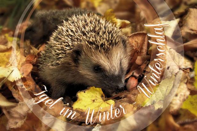 Wann gehen Igel in den Winterschlaf? Wann gehen Igel in den Winterschlaf?