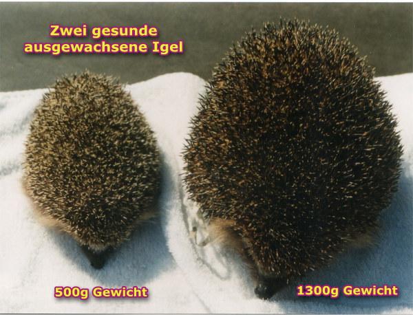 Der Winterschlaf der Igel: Wann beginnt er? Der Winterschlaf der Igel: Wann beginnt er?