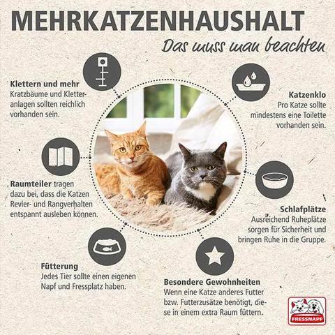 Anzeichen für eine gescheiterte Zusammenführung von Katzen Anzeichen für eine gescheiterte Zusammenführung von Katzen