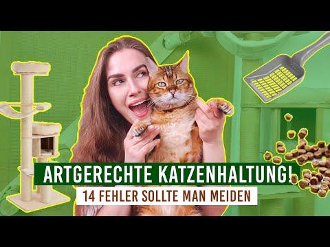 Wann ist die Zusammenführung von Katzen gescheitert? Wann ist die Zusammenführung von Katzen gescheitert?