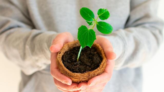 Die richtige Zeit für das Vorziehen von Gurken Die richtige Zeit für das Vorziehen von Gurken
