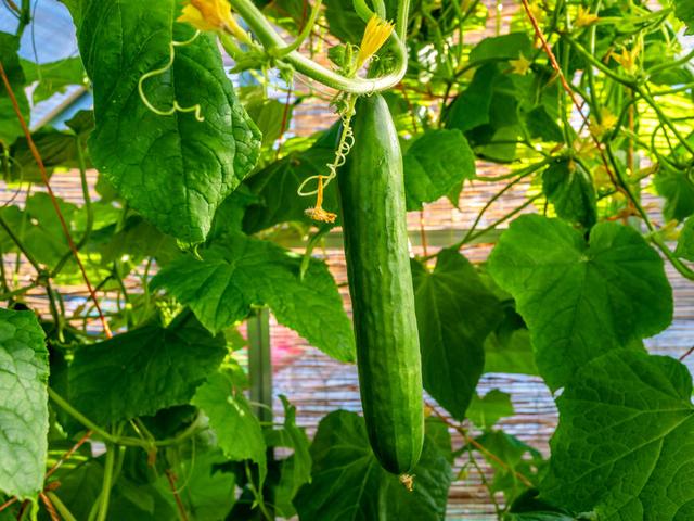 Der optimale Zeitpunkt für die Gurkenpflanzung: Wann ist es soweit?