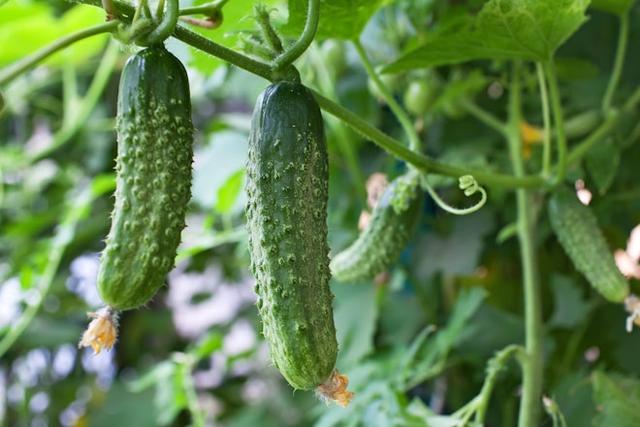 Gurken anbauen: Die richtige Zeit zum Pflanzen