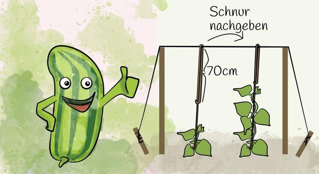 Wann pflanzt man Gurken? Tipps für den richtigen Zeitpunkt