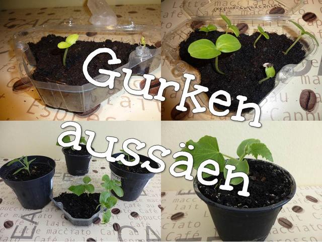 Der richtige Zeitpunkt zum Säen von Gurken