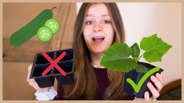 Der optimale Zeitpunkt für das Vorziehen von Gurken Der optimale Zeitpunkt für das Vorziehen von Gurken