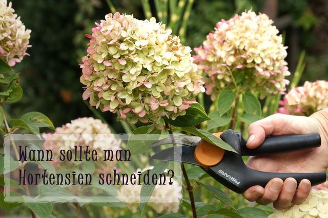 Praktische Anleitung: Wann sollten Hortensien geschnitten werden? Praktische Anleitung: Wann sollten Hortensien geschnitten werden?