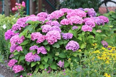 Zu welcher Jahreszeit sollte man Hortensien umpflanzen?